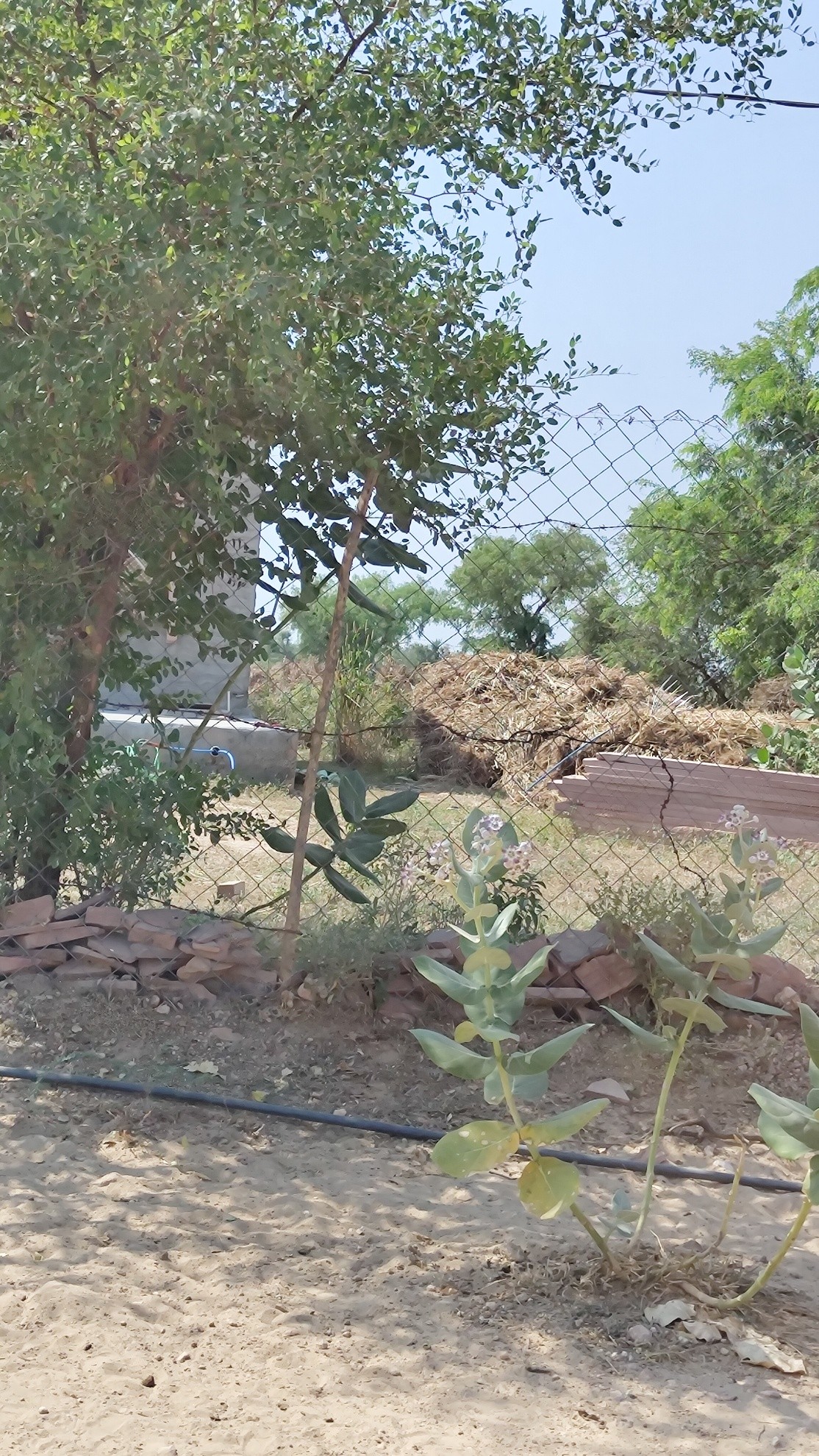 Visit to Bawarla, Pratap Nagar, Jodhpur3